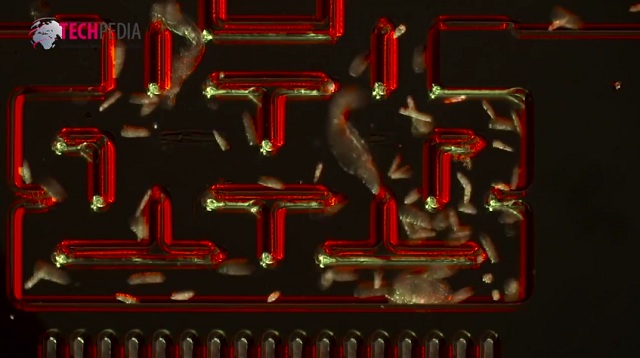 Vedecký projekt Protozan Pac-Man sa inšpiroval známou videohrou