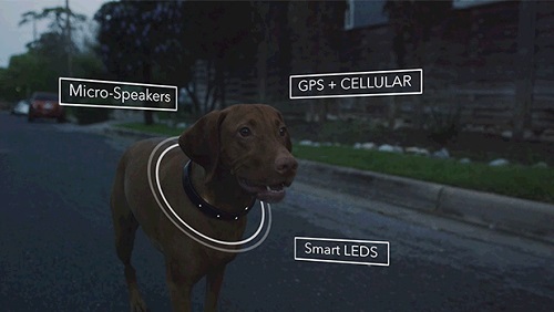 Connected Collar, startup, Indiegogo, obojok, pes, GPS, Bluetooth, Wifi, inteligentný obojok, technológie