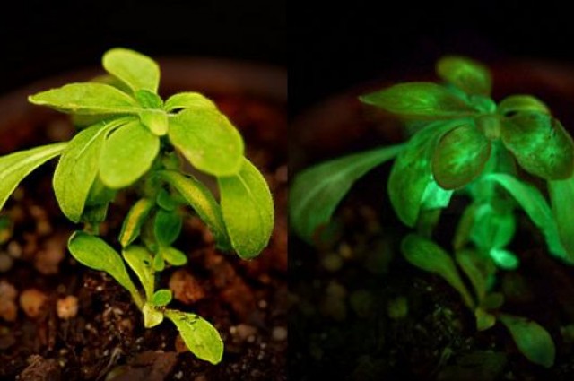 Starlight Avatar je rastlina svietiaca v tme