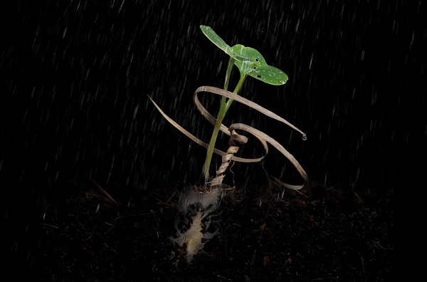 Nosič semien E-seed (na obrázku) bol inšpirovaný stonkami semien rastlín Erodium.