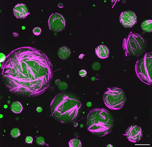 Nové syntetické bunky vytvárajú cytoskelet (farebne zvýraznený) z DNA a peptidov.