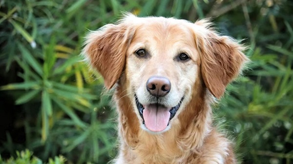 Hunter, 11-ročný zlatý retriever, žije dva roky bez rakoviny po liečbe vakcínou proti rakovine pre psov z Univerzity v Yale. 