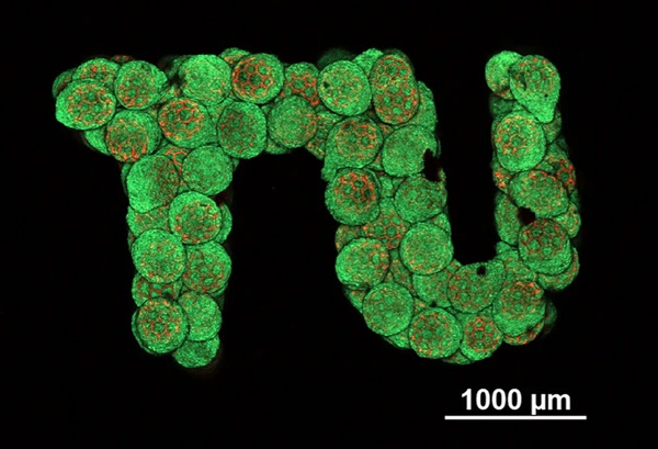 Na ilustráciu toho, ako môže nová technika kultivovať bunky chrupavky v akomkoľvek tvare, tím znovu vytvoril tvar loga Technickej univerzity vo Viedni.