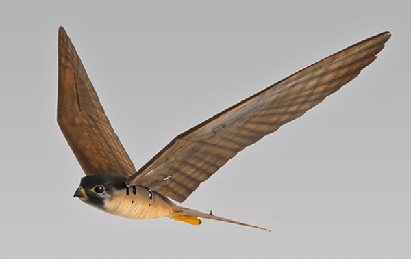 Kanadské letisko Edmonton International nasadí do služby robotických sokolov Robird pre plašenie ptáctva