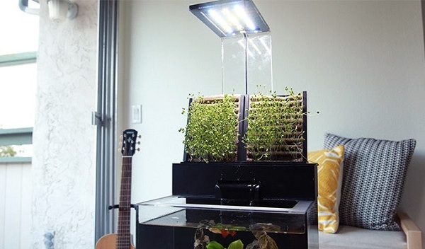 Samočistiace akvárium EcoQube C+ je založené na akvaponickom systéme filtrácie vody, ktorá zásobuje živinami bylinkovú záhradku na akváriu.