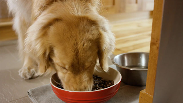 Lyžica YaDoggie Scoop poslúži ako dávkovač granúl pre psa a zároveň používateľovi zašle informáciu, že jeho miláčik už dostal najesť.