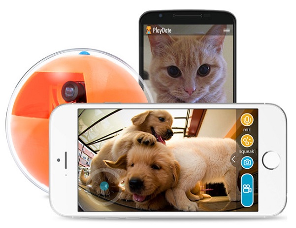 PlayDate, hračka, zvieratá, pes, mačka, domáce zviera, Wifi, kamera, HD, aplikácia, start-up, technológie, novinky, technologické novinky, inovácie, recenzie, prvé dojmy
