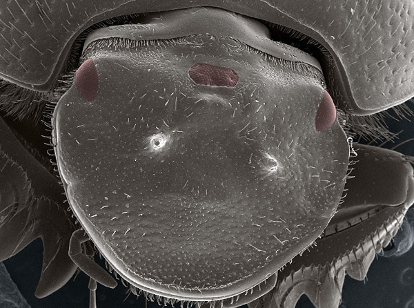 Biológom sa podarilo na čele chrobáka rozvinúť funkčné tretie oko.